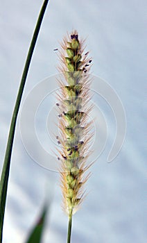 Setaria grows in the field