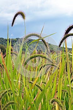 Setaria grows in the field