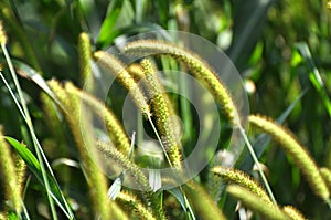 Setaria grows in the field