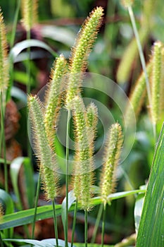 Setaria grows in the field