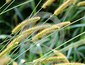 Setaria grows in the field