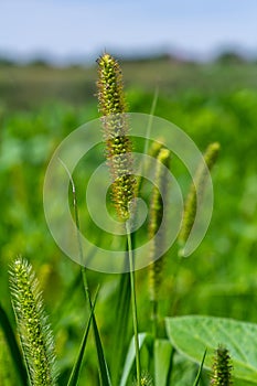 Setaria grows in the field in nature