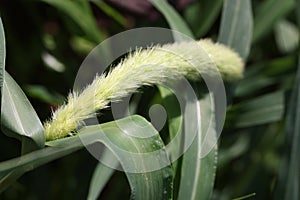 Setaria grows in field in nature closeup