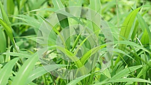 Setaria palmifolia (Rumput Setaria, Jamarak, palmgrass, highland) grass.