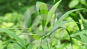 Setaria palmifolia (Rumput Setaria, Jamarak, palmgrass, highland) grass.