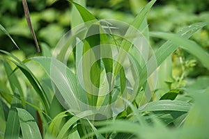 Setaria palmifolia (Rumput Setaria, Jamarak, palmgrass, highland) grass.