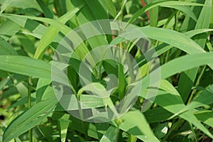 Setaria palmifolia (Rumput Setaria, Jamarak, palmgrass, highland) grass.