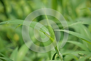 Setaria palmifolia (Rumput Setaria, Jamarak, palmgrass, highland) grass.