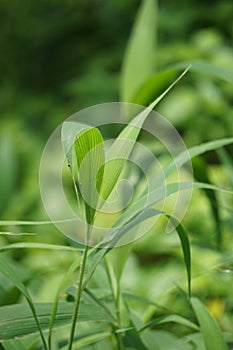 Setaria palmifolia (Rumput Setaria, Jamarak, palmgrass, highland) grass.