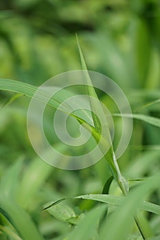 Setaria palmifolia (Rumput Setaria, Jamarak, palmgrass, highland) grass.