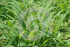 Setaria palmifolia (Rumput Setaria, Jamarak, palmgrass, highland) grass.
