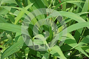Setaria palmifolia (Rumput Setaria, Jamarak, palmgrass, highland) grass. photo