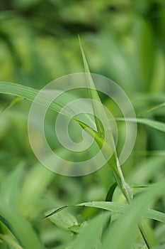 Setaria palmifolia (Rumput Setaria, Jamarak, palmgrass, highland) grass. photo