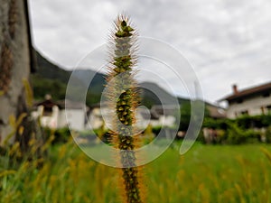 Setaria parviflora commonly known as yellow bristlegrass
