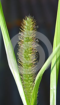 Setaria pumila grows in the field