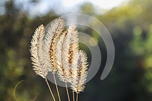 Setaria pumila, yellow foxtail, yellow bristle-grass, pigeon grass or cattail grass