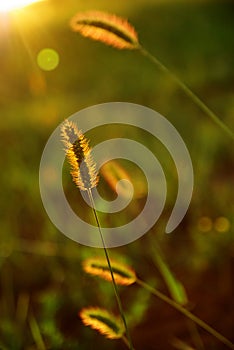 Setaria in sun-light