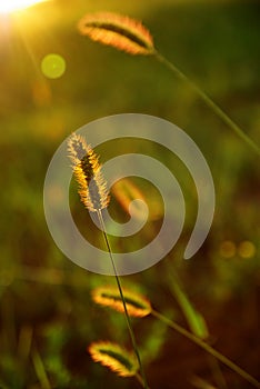 Setaria in sun-light photo