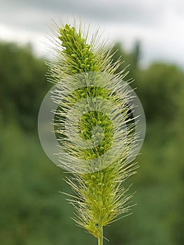 Setaria viridis