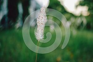 Setaria viridis | Bristlegrass | Weedsweed | Foxtail grass