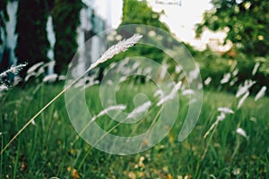 Setaria viridis | Bristlegrass | Weedsweed | Foxtail grass