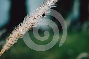 Setaria viridis | Bristlegrass | Weedsweed | Foxtail grass