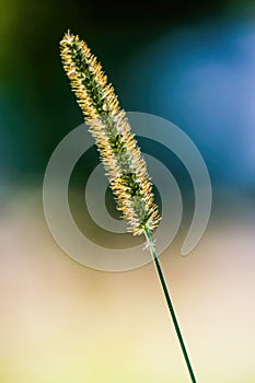 Setaria viridis in the fields