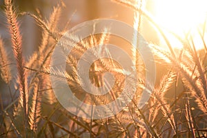 Setaria Viridis, Foxtail