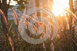 Setaria Viridis, Foxtail