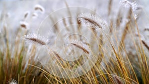 Setaria viridis with frost in winter, pull focus