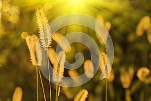 Setaria viridis grass in the glare of the sunset