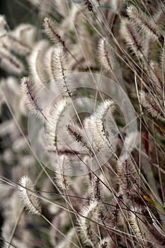 Abstract natural background with Setaria viridis photo