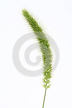 Setaria viridis photo