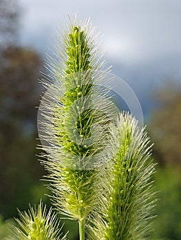 Setaria viridis photo