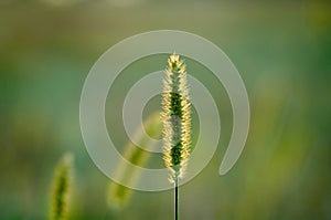 Setaria viridis wild grass on blurred background