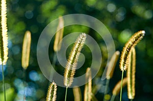 Setaria viridis wild grass on sunlight