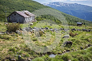 Seter mountain farm landscape along Aurlandsfjellet scenic route near Kvignadal, Norway