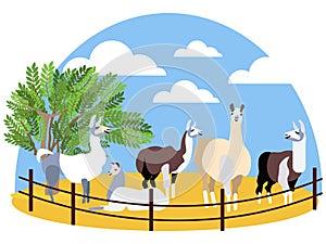 Seth, animals lama. Farming. In minimalist style Cartoon flat raster