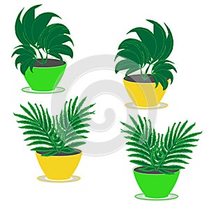Seth four indoor garden ornamental plants with lush foliage in flower pots of green and yellow on a white background