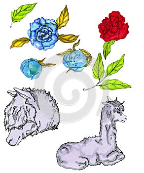 Seth gray llama and flowers. Doodle llama head lying alpaca, red peonies, blue peonies isolated on white background