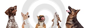 Collage of 5 beautiful dogs different breeds posing isolated over white studio background.