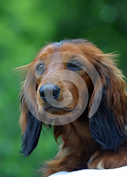 Setter dog