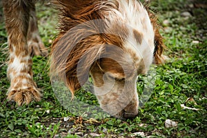 The dog is sniffing the tracks