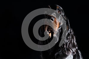 Setter Gordon dog