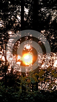 Setting autumn sun through trees