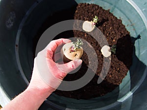 Setting Epicure potatoes in a pot - container gardening