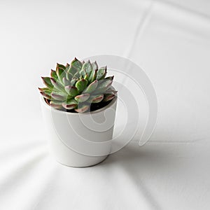 The setting is minimalistic with soft lighting that highlights