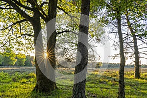 The setting sun appears as a star between two trees on the moors near Westerbork