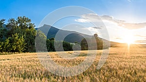 Setting sun at the barley field