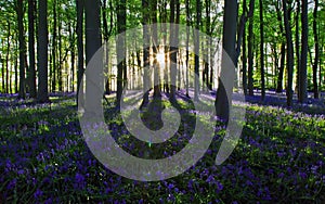 Setting sun casting long shadows through a bluebell beech wood photo